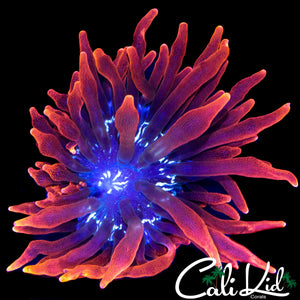 BLACK WIDOW ANEMONE