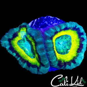 TRI COLOR ASIAN ACAN DOUBLE