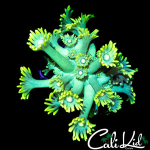 LEMON LIME GONI