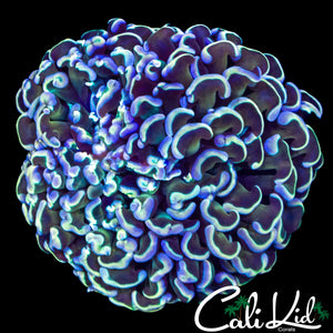 RAINBOW HYBRID HAMMER