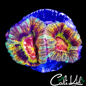 INSANE ASIAN ACAN DOUBLE