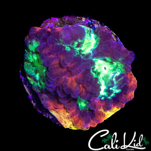 RAINBOW MELTDOWN FAVIA