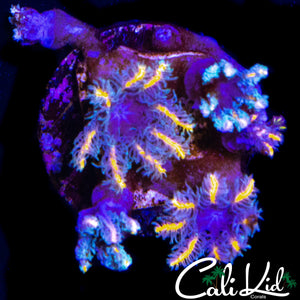 RAINBOW CLOVES FRAG