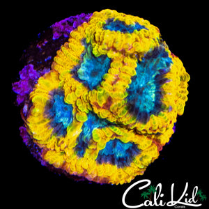 CK ELECTRIC DAISY FAVIA