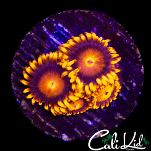 ULTRA ZOA QUAD