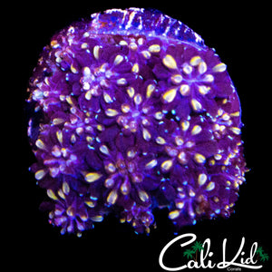 FIREWORKS GALAXIA