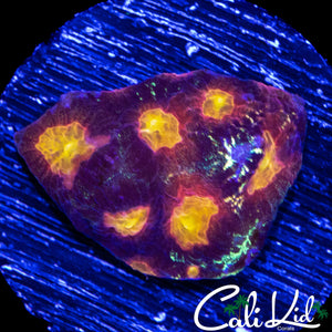 RAINBOW EYE FAVIA