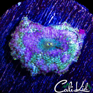 PURPLE SWIRL DISCO SHROOM