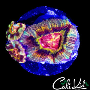 INSANE ASIAN ACAN TRIPLE