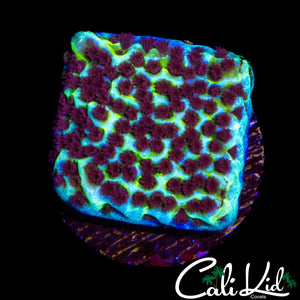 AQUACULTURED MYSTERY MONTI