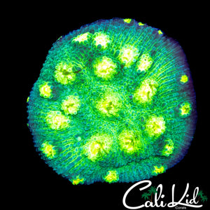 SPACE INVADER CHALICE