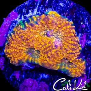 RAINBOW SWIRL CHALICE