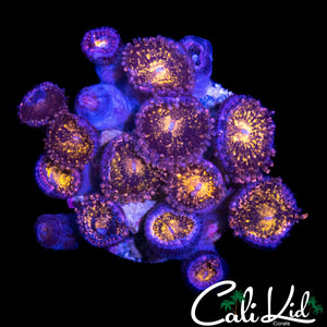 SPECKLED ZOA MINI COLONY