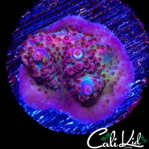 MYSTERY RAINBOW ACRO