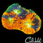 shopify auction