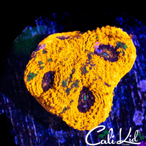 BLACK HOLE ECHINATA