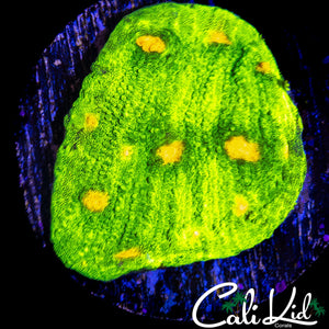 SPACE INVADER CHALICE