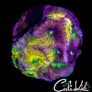 UTLRA RAINBOW FAVIA