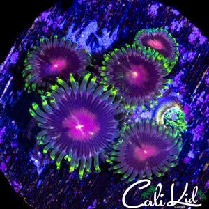 ASSORTED ZOAS
