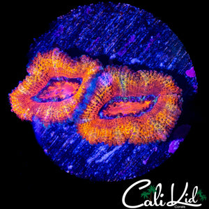 RAINBOW SLICE ACAN DOUBLE