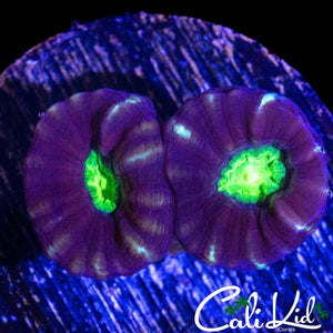 PURPLE BOT CANDY CANE DOUBLE