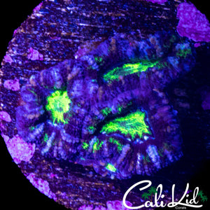 PURPLE STRIPE ACAN TRIPLE