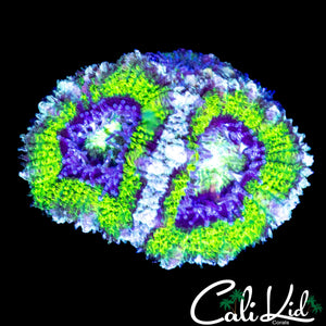 STUNNING ASIAN ACAN DOUBLE