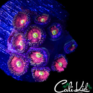 PINK PETAL ZOA MINI COLONY