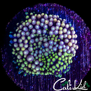 PURPLE HAZE RICORDIA