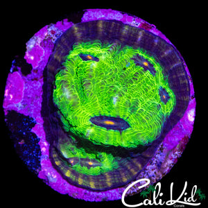 ZOMBIE EYE CHALICE
