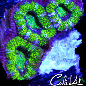 UTLRA ACAN TRIPLE