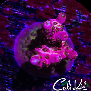 HOT PINK ACRO