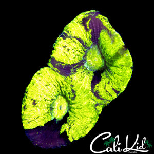 PURPLE SPLATTER FAVIA