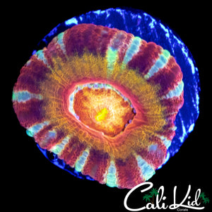 RAINBOW ASIAN ACAN