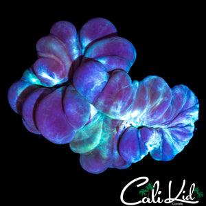 OG FOX CORAL