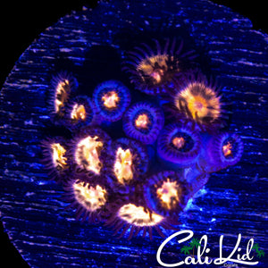 ASSORTED ZOA MINI COLONY