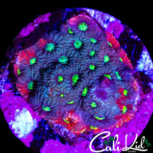 ULTRA RAINBOW FAVITES