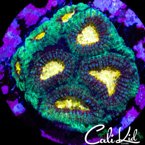 YELLOW EYE FAVIA