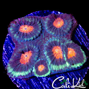 TRI COLOR FAVIA