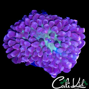 GREEN MOUTH BRANCHING HAMMER