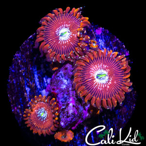 AGAVE TYPE ZOA QUAD