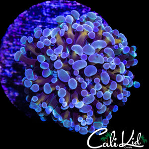 GOLDEN TENTACLE FRAMMER