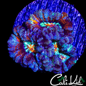 ULTRA RAINBOW WILSONI