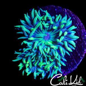 SHAGGY DUNCAN DOUBLE