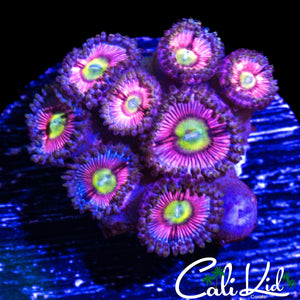 ULTRA PALY MINI COLONY