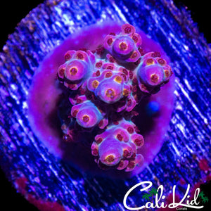 RAINBOW POLYP ACRO