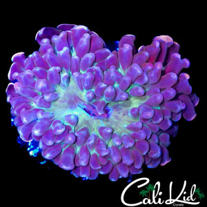 GREEN MOUTH BRANCHING HAMMER