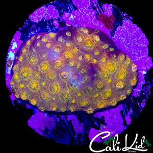 MYSTERY CYPHASTREA