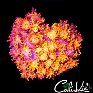 ULTMATE TEQUILA SUNRISE GONI