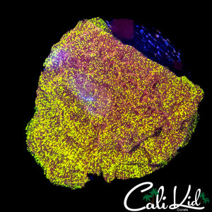 BEAUTIFUL MYSTERY CORAL